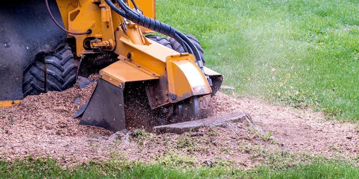Tree stump grinding in progress using professional equipment to remove a large stump from a landscaped residential yard after tree removal