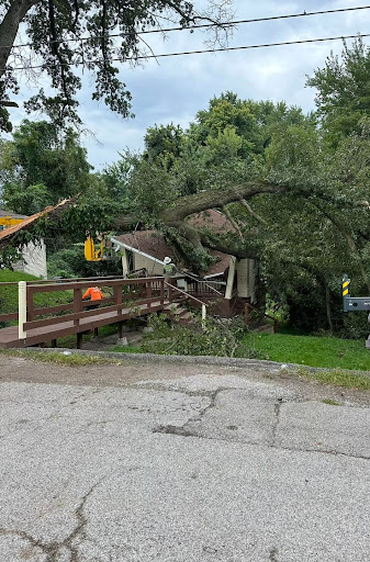 Tree Removal in East Alton