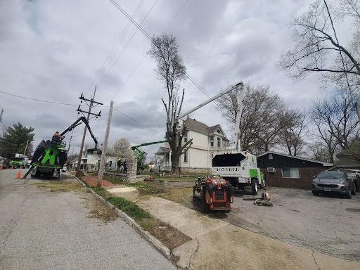 Tree Removal Services in Moro, IL
