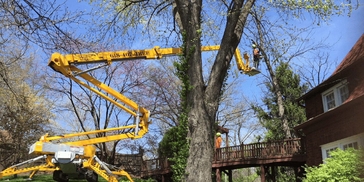 benefits of tree trimming​