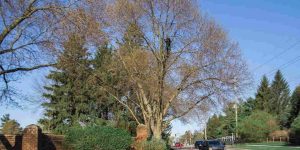 Mature tree being inspected by an arborist to evaluate its overall health and signs of aging | Can Trees Die of Old Age?