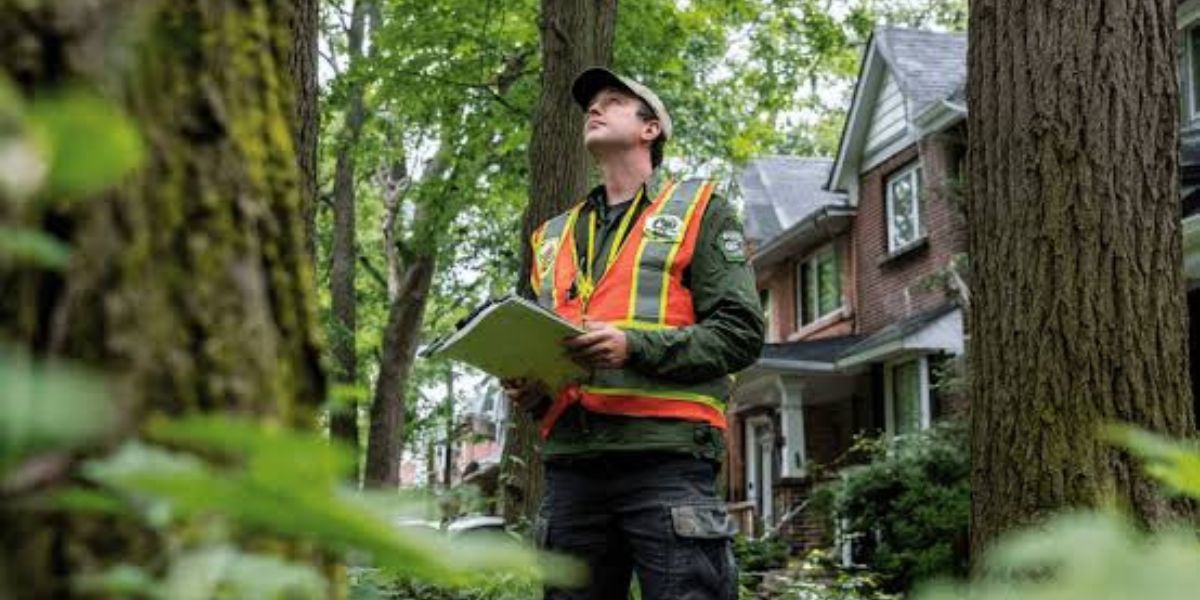 Certified arborist reviewing local tree removal permit requirements before removing a tree from a residential property | Do You Need a Permit to Remove a Tree?