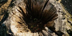 hollow tree trunk