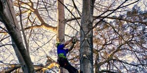 Professional tree removal crew using a crane and chainsaws to safely remove a large tree from a residential property | How Long Does It Take to Remove a Tree?