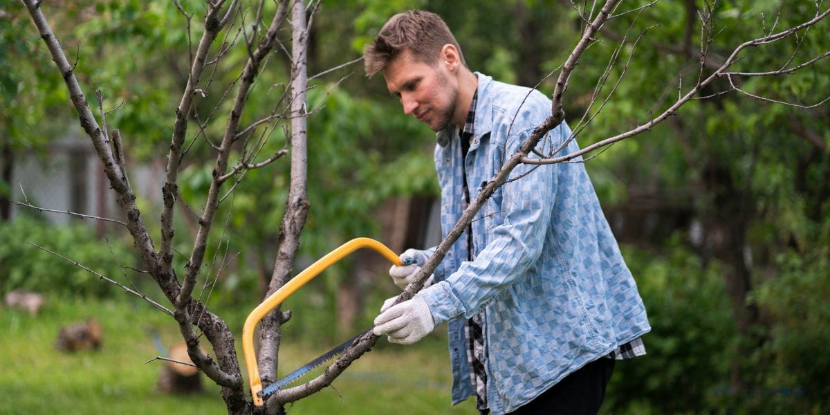 how often to trim trees​
