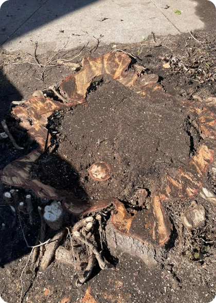 Stump Grinding Services