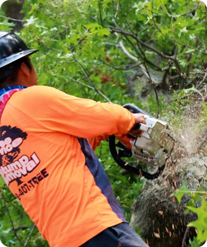 Tree Removal Services for Homeowners in Bethalto, IL