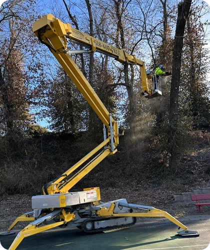 Professional Tree Removal Services in Edwardsville, IL