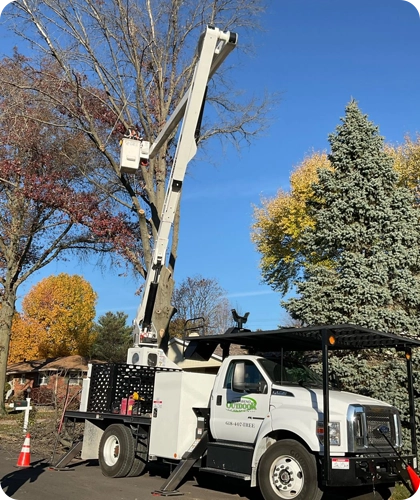 Enhancing Tree Health and Aesthetics Services in East Alton, AL