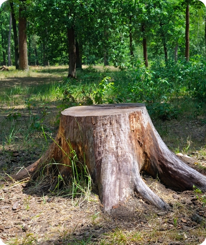 Efficient Stump Grinding Services in Alton, IL