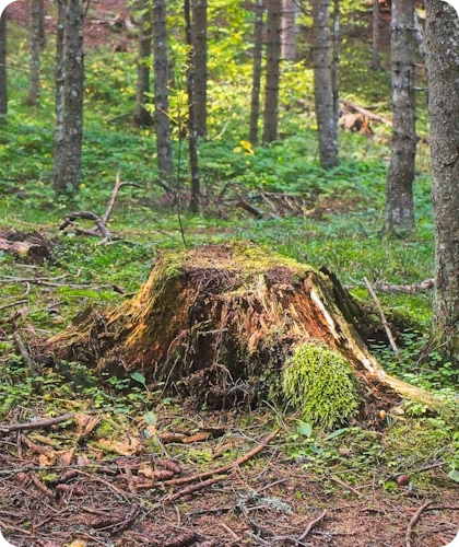 Comprehensive Stump Grinding for a Safer Yard in Bethalto, IL