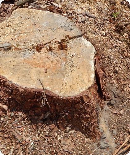 Finish the Job with Complete Stump Grinding in Wood River, IL
