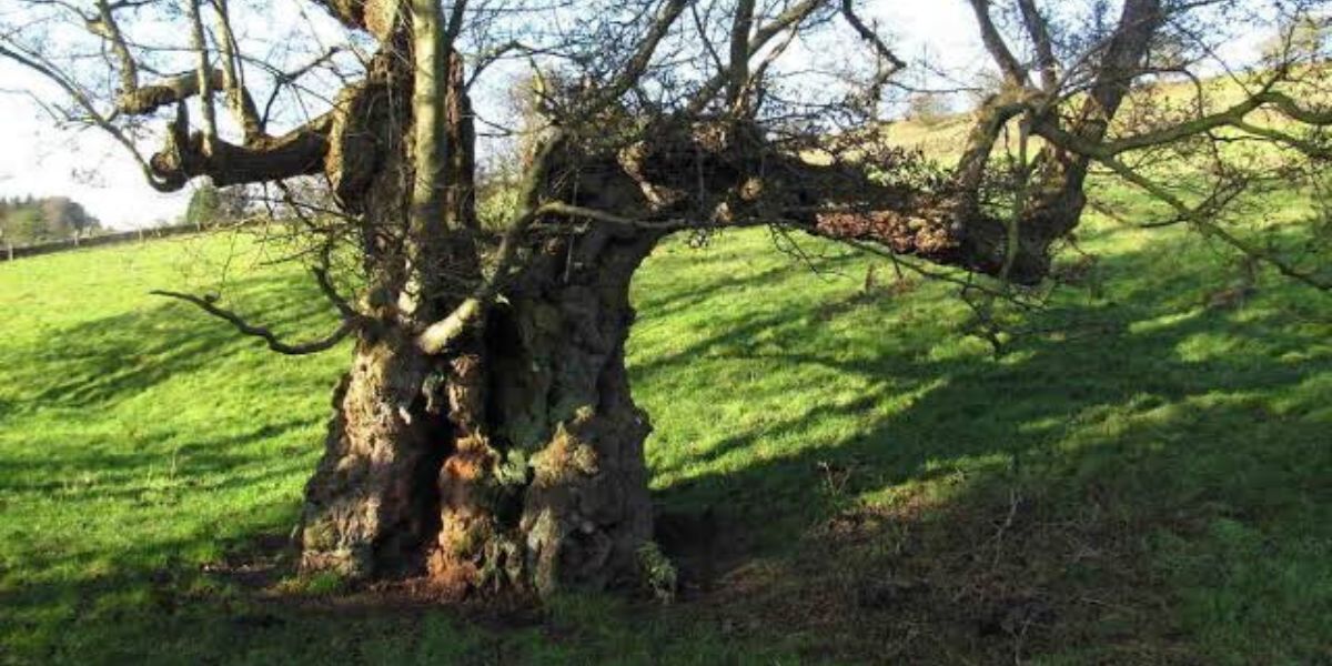 Dead and damaged tree with leaning trunk and broken branches showing removal warning signs | Signs a Tree Needs to Be Removed