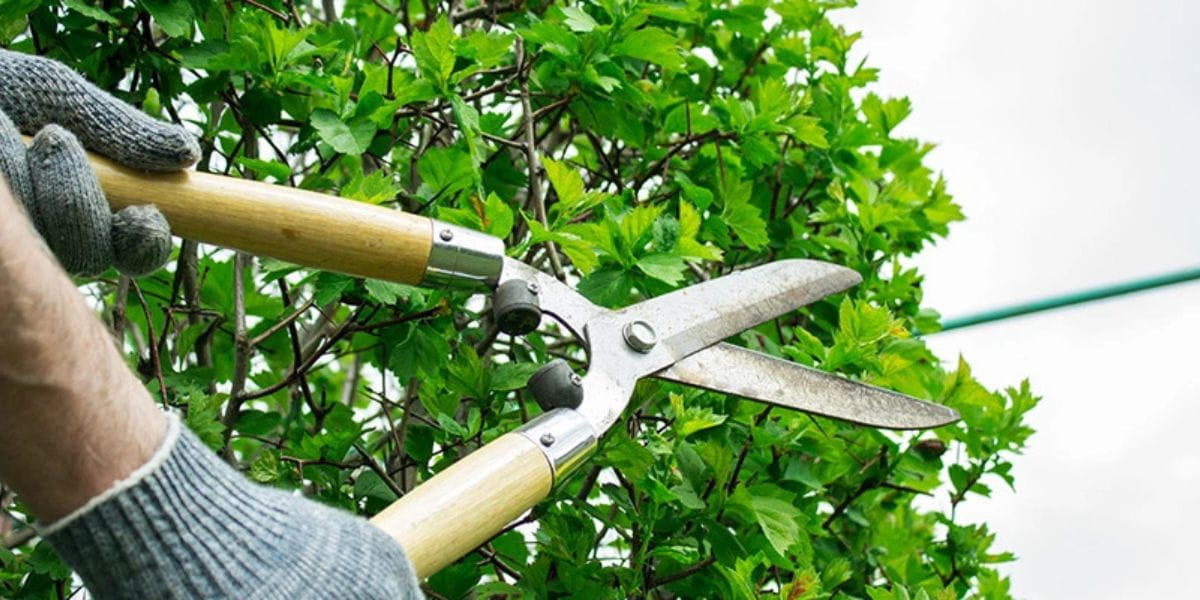 tree pruning vs trimming